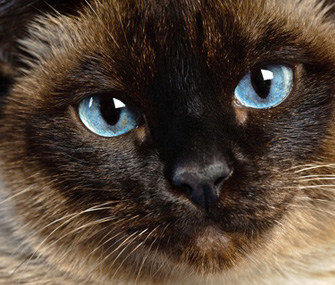 Siamese cat close-up